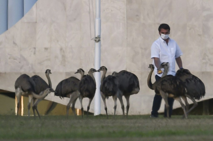 Brazilian President Jair Bolsonaro, who says he is bored staying at home after testing psoitive for COVID-19, feeds emus outside the Alvorada Palace in Brasilia