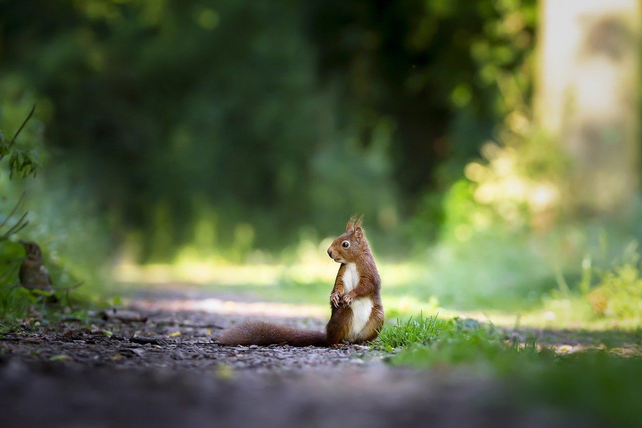 Squirrel With Bubonic Plague Found In Colorado | IBTimes