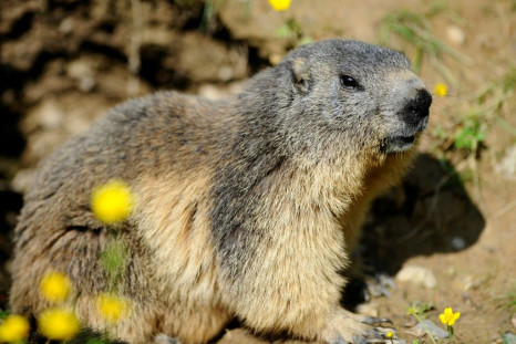 Marmots are believed to be one of the main vectors for spreading bubonic plague in Mongolia