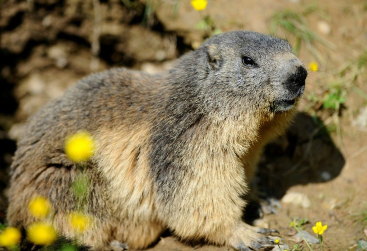 Marmots are believed to be one of the main vectors for spreading bubonic plague in Mongolia