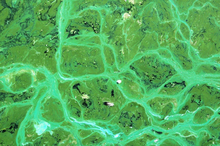 Cyanobacteria