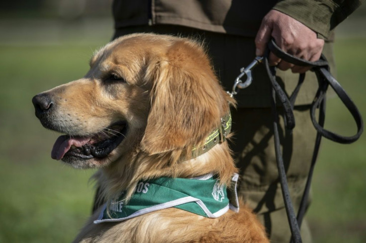Officials hope to put Clifford and his fellow trainees to work in pedestrian-heavy areas such as train stations and airports, and at health control stations
