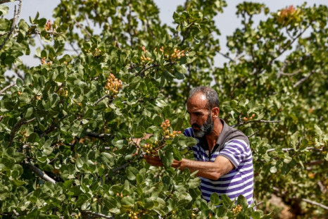 A pistachio farmer tends to a tree at a pistachio orchard in the village of Maan, north of Hama in Syria
