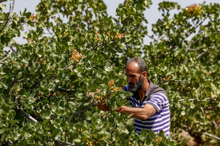 A pistachio farmer tends to a tree at a pistachio orchard in the village of Maan, north of Hama in Syria