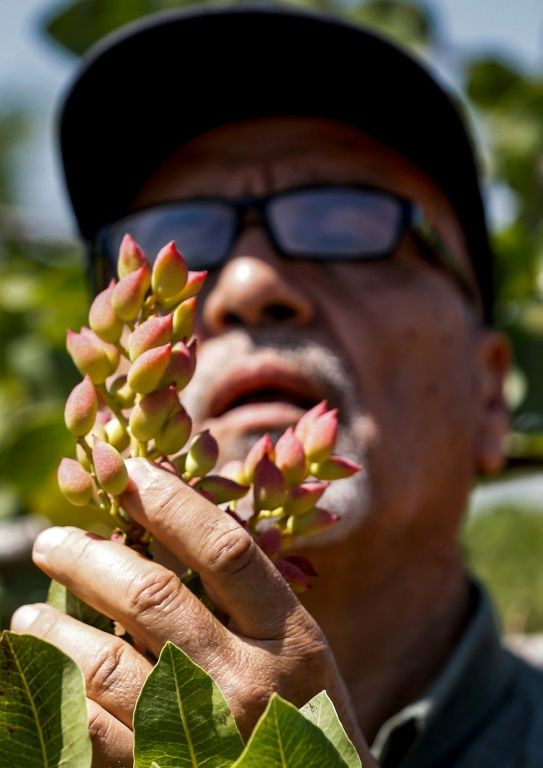 Pistachio farmers hope the reduced violence will help revive cultivation of what was once one of Syria's top exports