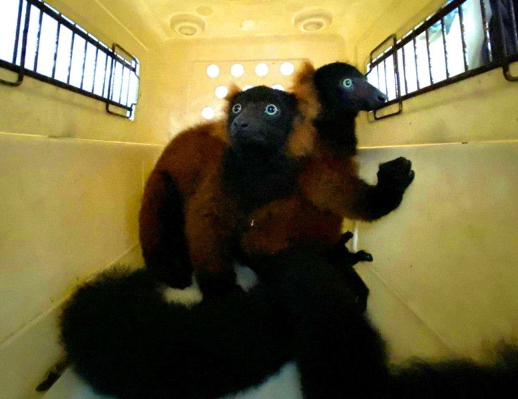 The twin red-ruffed lemurs are moved in a pet-carrier to a vet for check-up in this picture relased by Wildlife Reserves Singapore