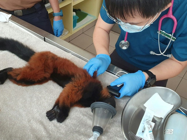 One of the twins is given a full medical check-up by a vet in Singapore
