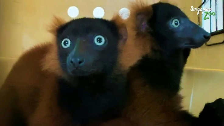Twin red-ruffed lemurs have been born at Singapore zoo, a rare double delivery that is a boost for the endangered saucer-eyed primates