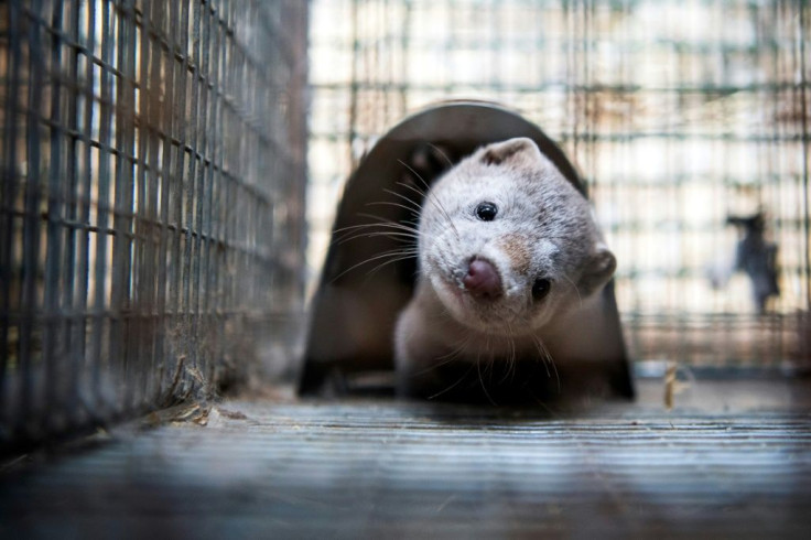 Officials have carried out a string of PCR tests which on July 13 showed that 87 percent of the farm's mink were infected