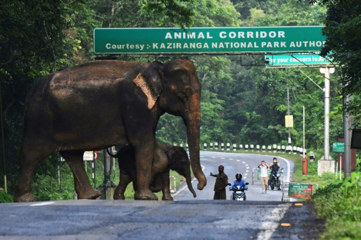 A wild elephant and a calf cross a National Highway at the flood-affected Kaziranga National Park in India's northeast state of Assam