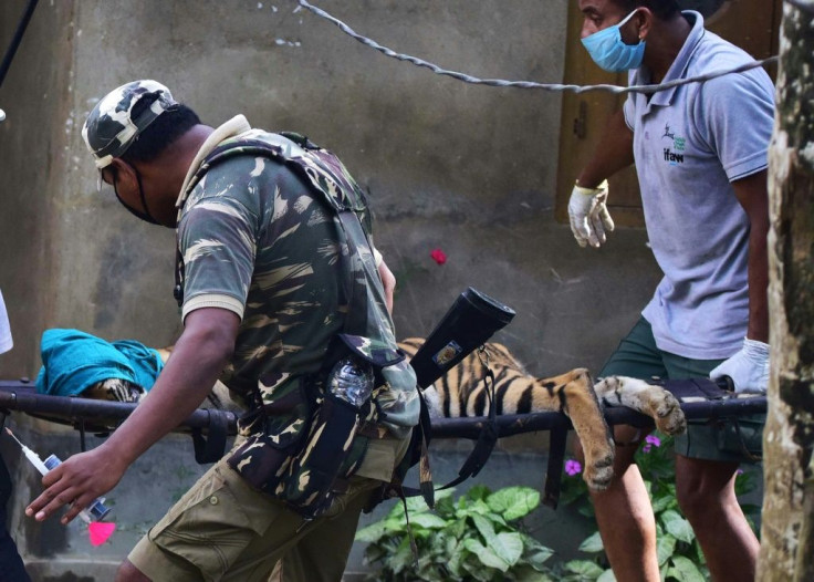 Forest officials carry a tranquillized tiger on a stretcher after it strayed from Kaziranga National Park due to flooding and took shelter in a house at Baghmari village in Assam State