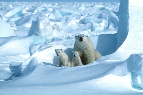 On current trends, polar bears in 18 of 19 subpopulations will have been overtaken within 80 years by the galloping pace of change in the Arctic