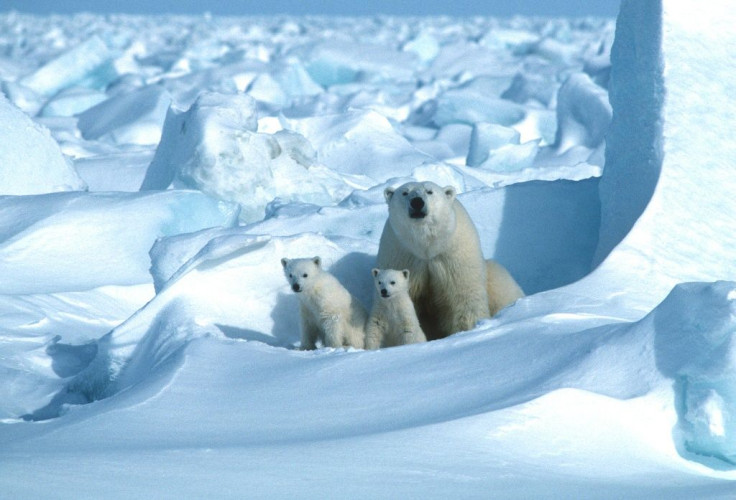 On current trends, polar bears in 18 of 19 subpopulations will have been overtaken within 80 years by the galloping pace of change in the Arctic