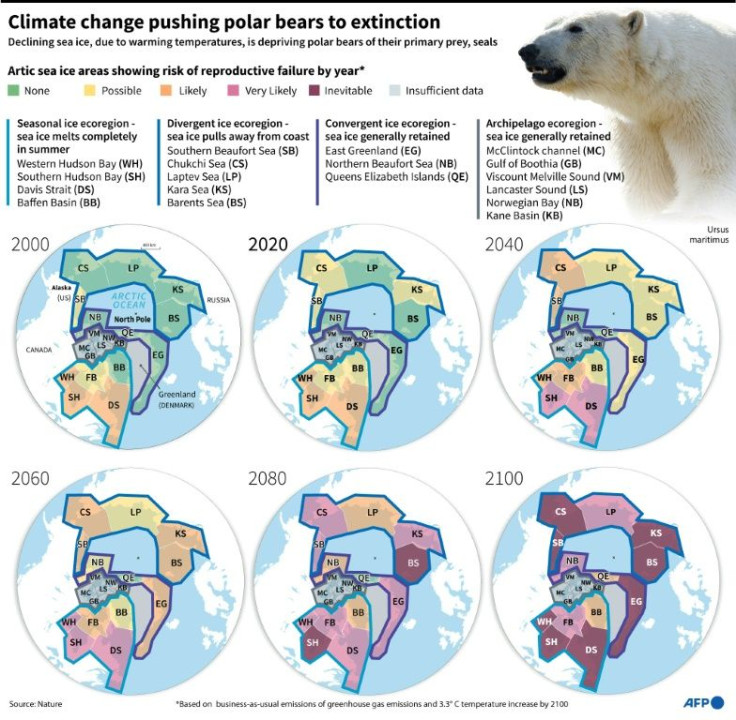 Maps of polar bear populations showing the progression towards extinction by the end of the century