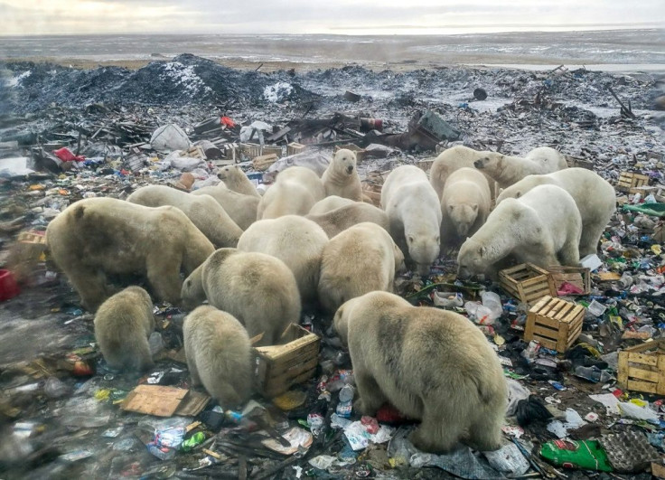 A picture taken on October 31, 2018 shows polar bears feeding at a garbage dump near the village of Belushya Guba, on the remote Russian northern Novaya Zemlya archipelago