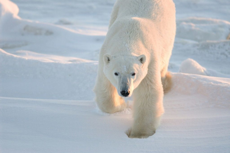 A polar bear in Churchill, Manitoba, Canada, in 2007