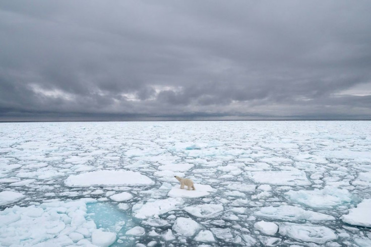 Polar bears use sea ice as a platform for hunting seals, they main prey