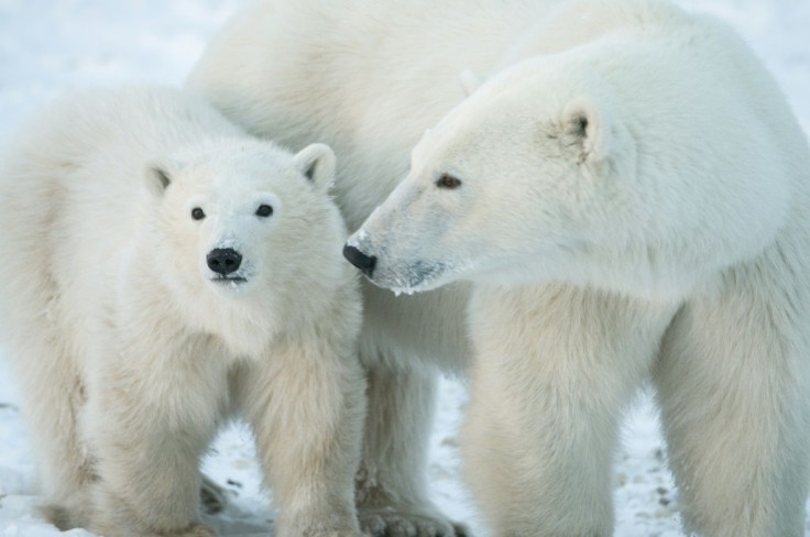 "We cannot build a fence to protect polar bears from rising temperatures," said Steven Amstrup, chief scientist of Polar Bears International.