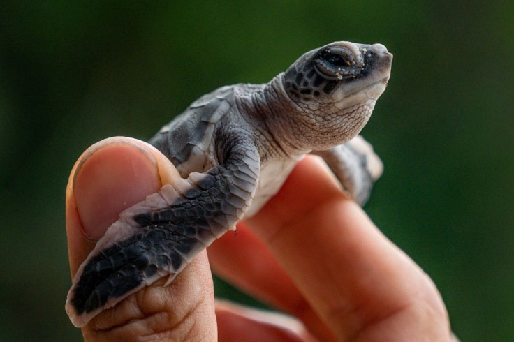 Aziz Mustaffa used to collect turtles' eggs from a Malaysian beach and sell them but nowadays, he makes a living as a ranger protecting the creatures' nesting sites