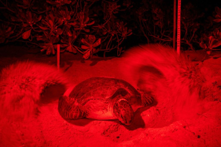 Several species, including green turtles, hawksbills and leatherbacks, nest on Malaysia's coasts, where the spectacle of babies hatching and scurrying into the sea is a major tourist draw