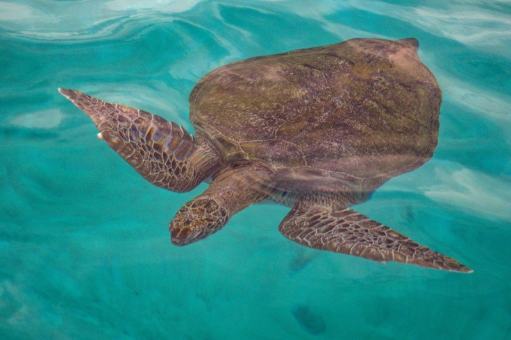 Authorities in the Malaysian state of Terengganu pledged to ban the trade in all turtle eggs by the end of this year, following sustained pressure from conservation groups