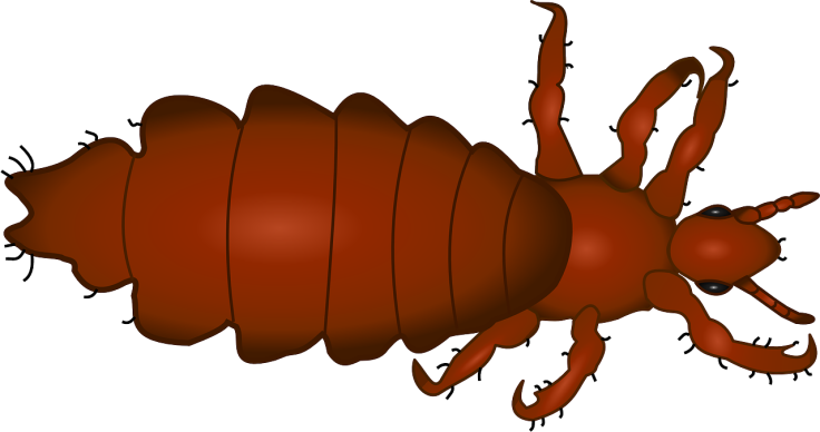 louse-158325_1280