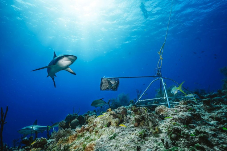 The study warns that policies focused on protecting reef sharks may not be enough, given the predators rely on a healthy reef and abundant prey to survive