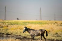 Horses have reportedly died after drinking water polluted by oil in Syria's Kurdish-controlled northeastern Hasakeh province
