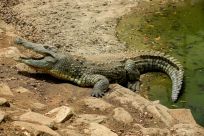 A Nile crocodile (Crocodylus niloticus) comes out the of the water