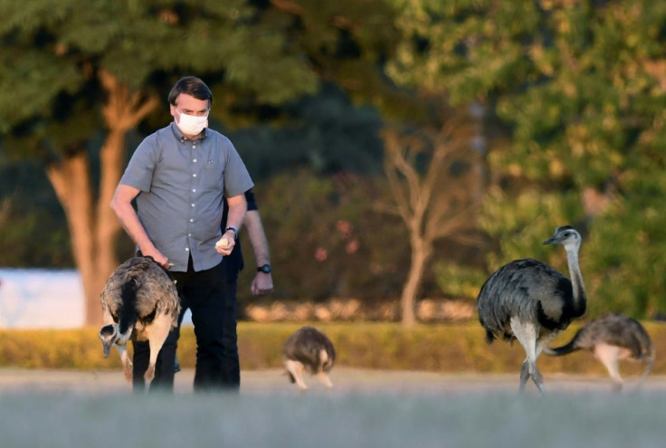 Brazilian President Jair Bolsonaro has been spotted in the gardens of Alvorada Palace feeding -- and occasionally getting bitten by -- rheas, a South American bird related to the emu