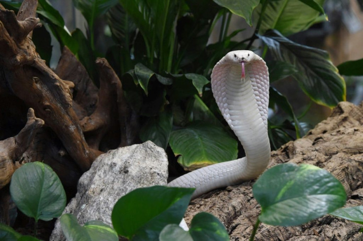 A Monocled Cobra, of the type that inadvertently exposed an animal trafficking ring in Brazil with a single bit, pictured at a zoological garden in Royan, south-western France