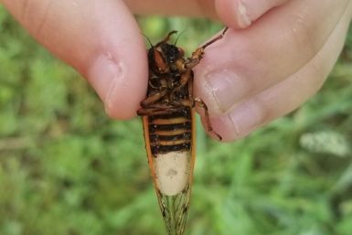 17-Year Cicadas
