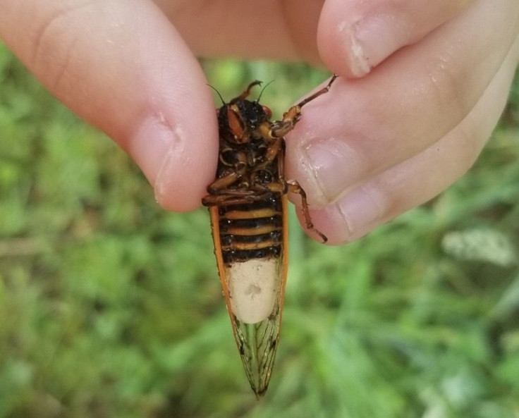 17-Year Cicadas