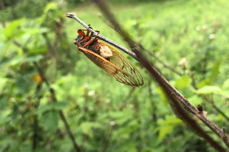 Cicada