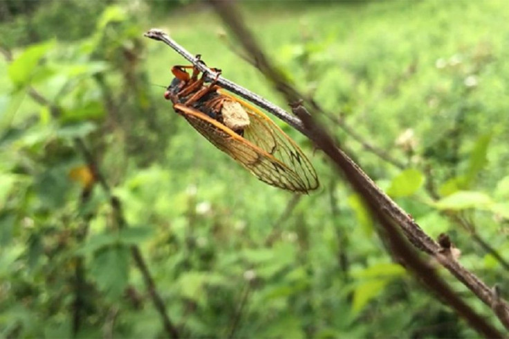 Cicadas