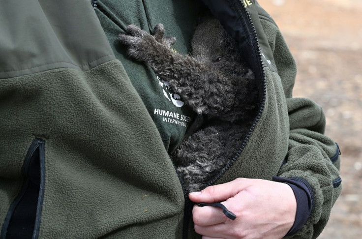 An animal rescue worker holds a baby koala affected by the bushfires on Kangaroo Island