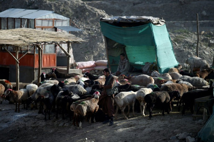 A vendor on the outskirts of Kabul waits for customers to buy sheep to slaughter for the Muslim festival Eid al-Adha