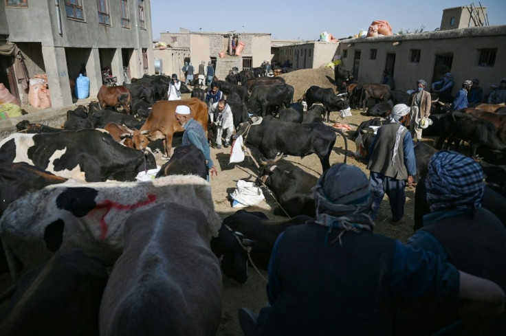 Customers buy cows ahead of the Muslim festival Eid al-Adha on the outskirts of Kabul