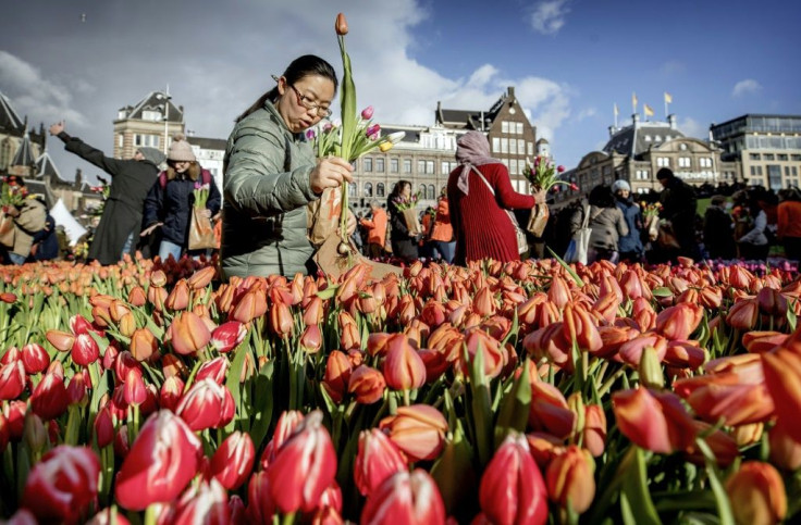 Tulips from Amsterdam are shipped all over the world