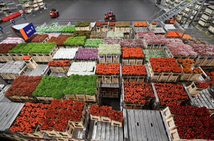 Holland's domination of the global market for flowers accelerated in the 1950s