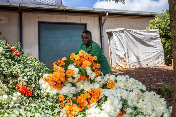 Roses at a flower farm in Kiambu County, Kenya