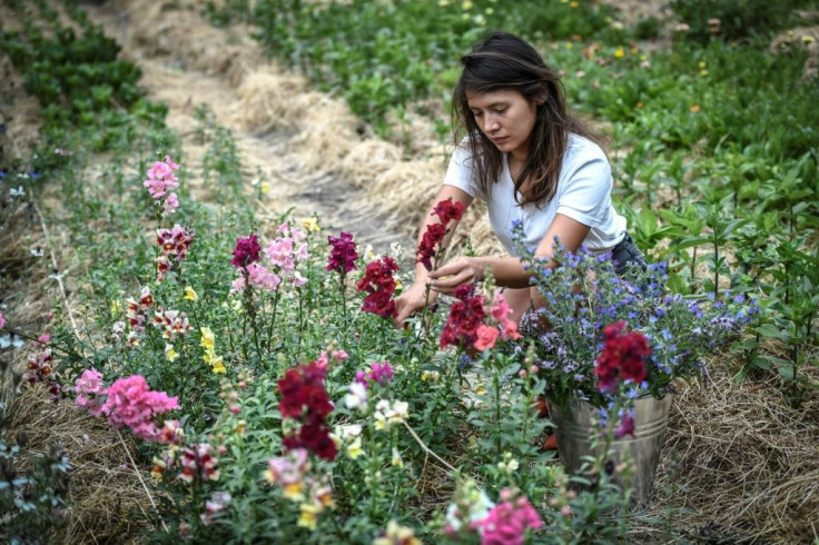 Franco-Japanese horticulturist Masami-Charlotte Lavault tends her flowers in Belleville, Paris