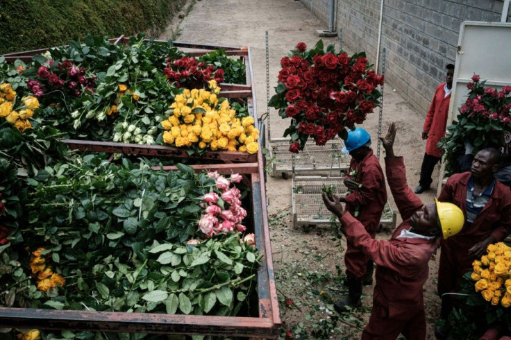 In Kenya, flowers are shipped back to the Netherlands before being distributed to markets everywhere