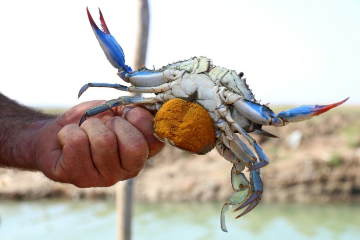The female lays millions of eggs