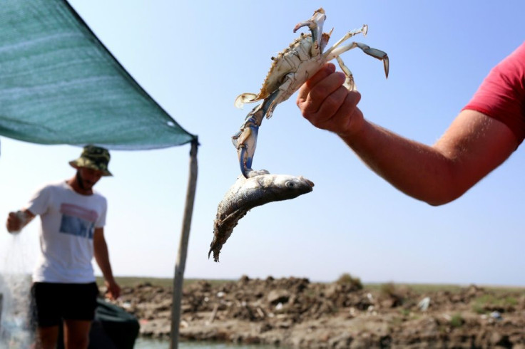 Local fishermen are left with boatloads of seafood they can't sell -- one kilogramme of crab is worth 40 euro cents compared to 14 euros ($16) for red mullets