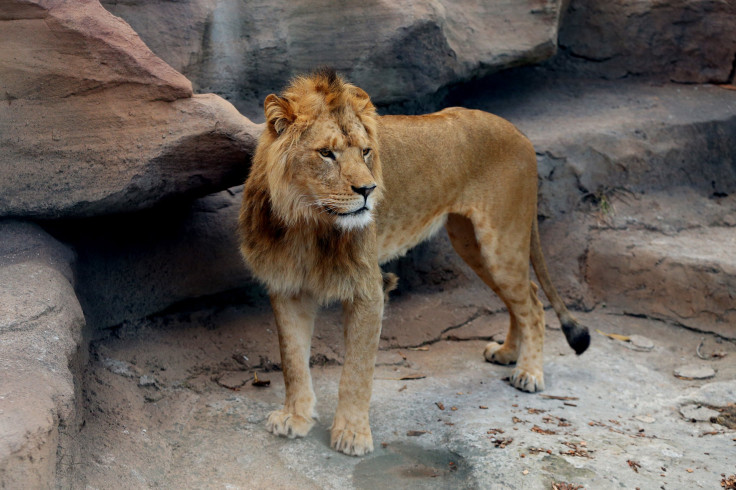 lion