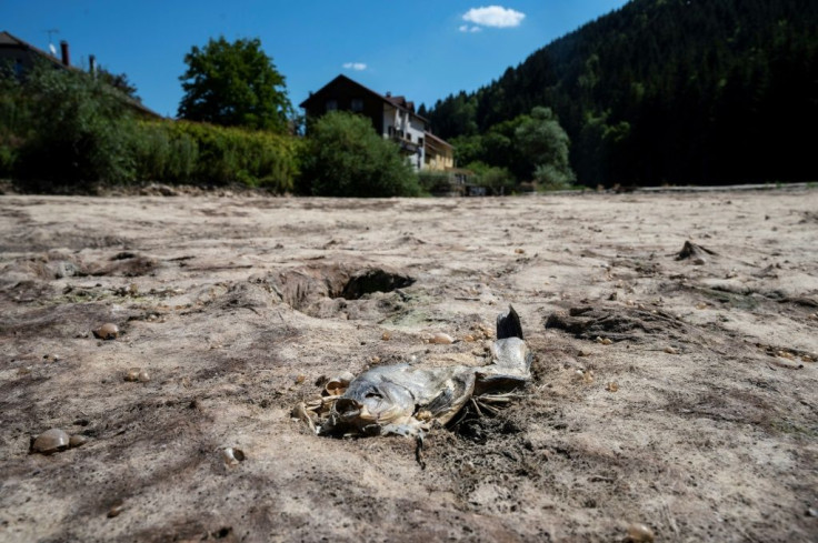 A dead fish in the dry Doubs river in eastern France