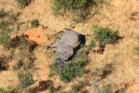 Hundreds of elephants have been found dying (picture courtesy of National Park Rescue)