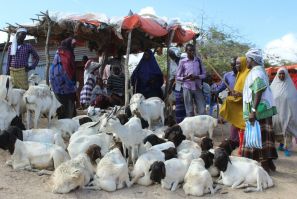 People buy sacrificial sheep and goats for the Muslim festival Eid