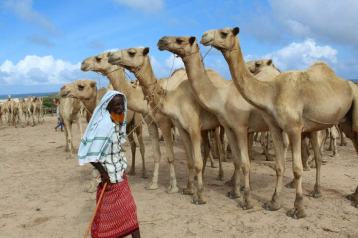 A man sells camels at El Hirka Dhere livestock market in Mogadishu, a day before the Muslim festival Eid Al-Adha, the feast of the sacrifice.